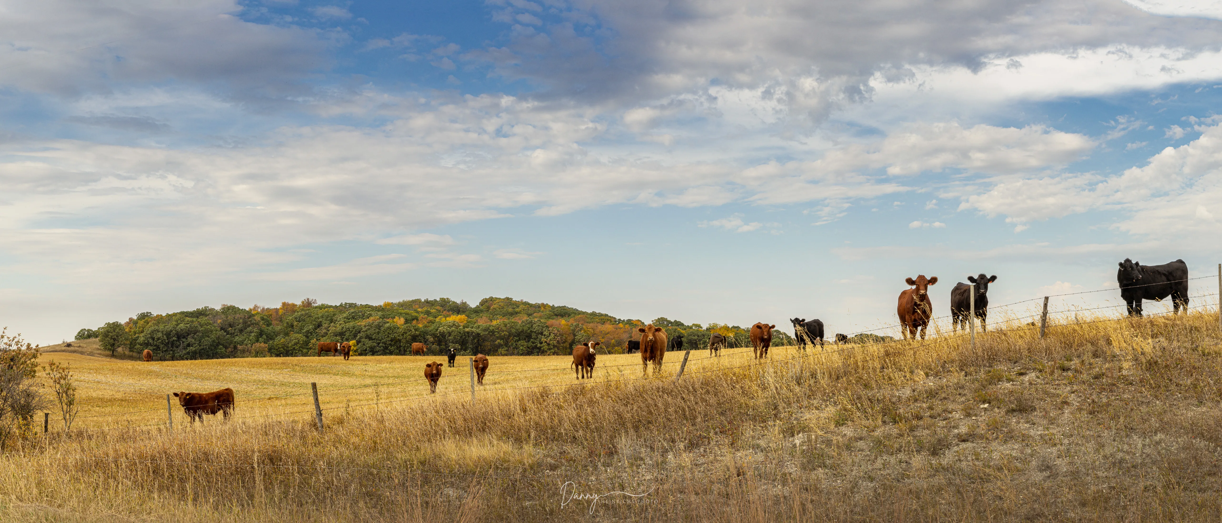 221002 Bovine Committee