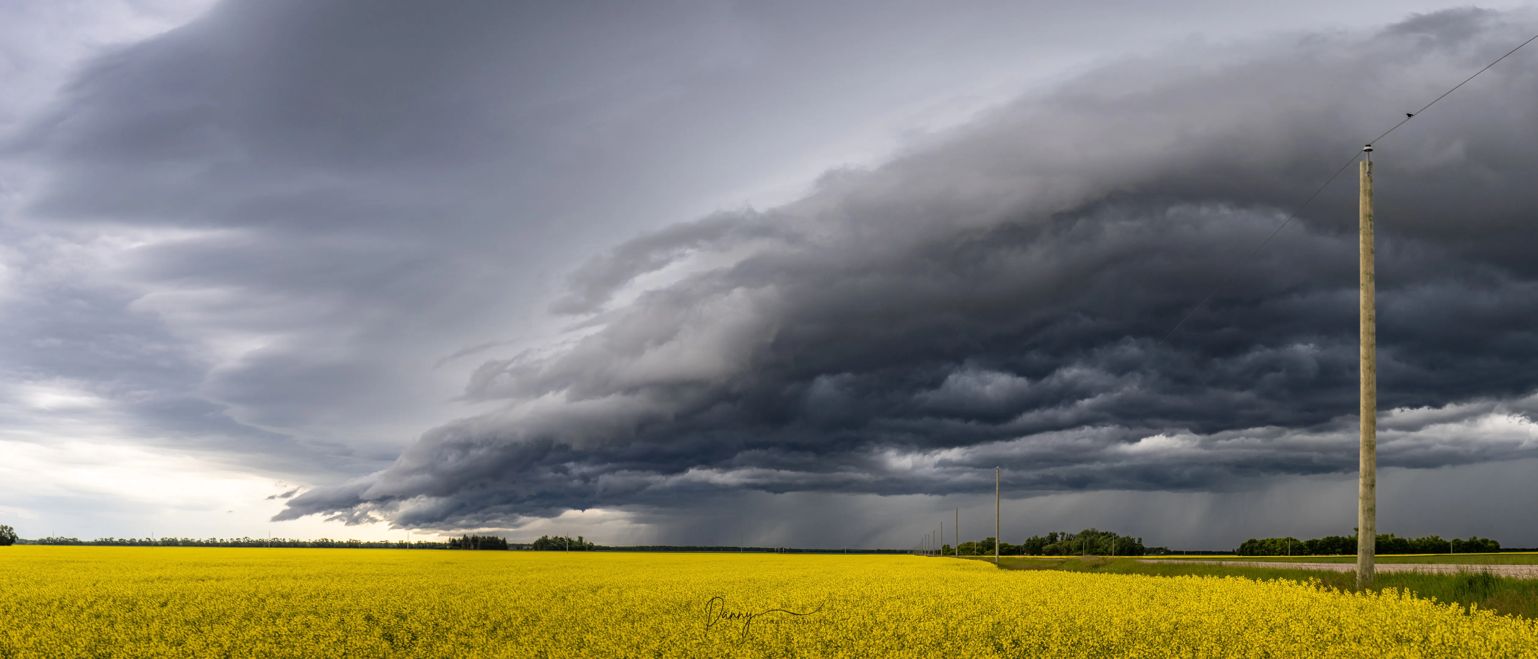 240622 Canola Shelfy